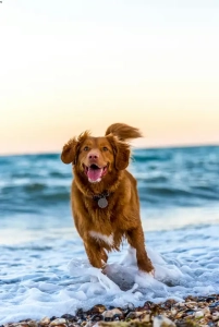 Here is a dog