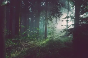 A lush forest