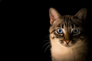 cat example image.