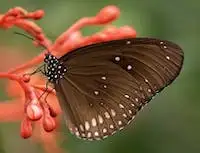 Graphic image of a butterfly