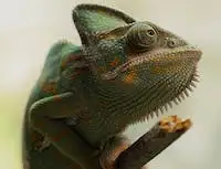 Graphic image of a chameleon