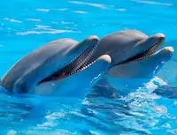 Graphic image of a dolphin