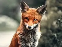 Graphic image of a fox