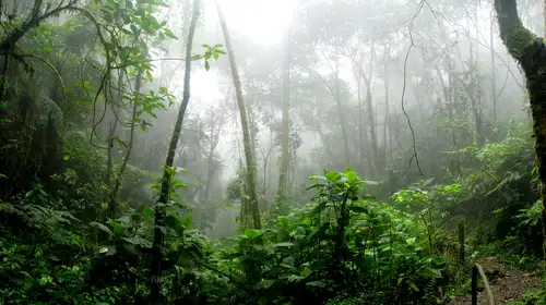 Graphic image of a foggy jungle