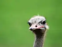 Graphic image of an ostrich