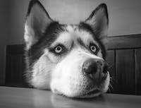 A husky lying its head on a table