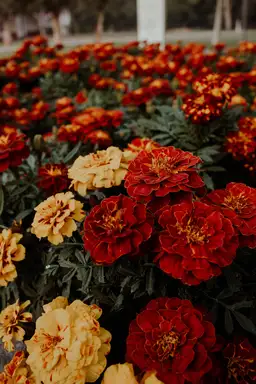A perennial plant