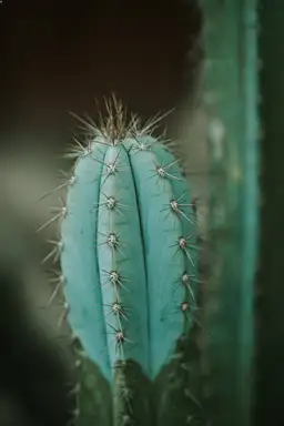 An annual plant