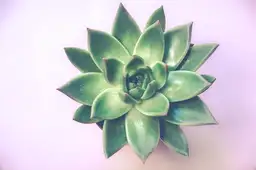 A succulent plant