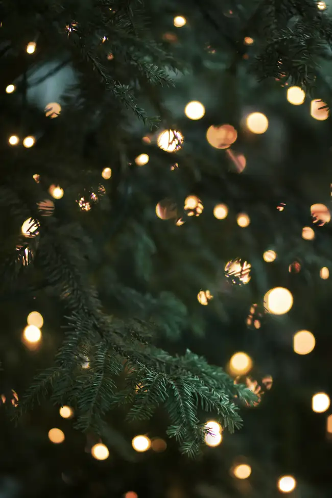 Close up of christmas tree